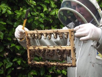 12181797_522173554617621_331535186_n